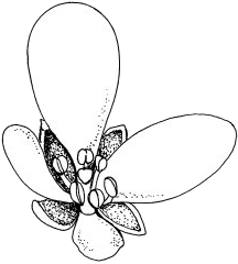 Une fleur, de guède ?